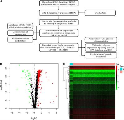 Molecular Characterization and Clinical Relevance of RNA Binding Proteins in Colorectal Cancer